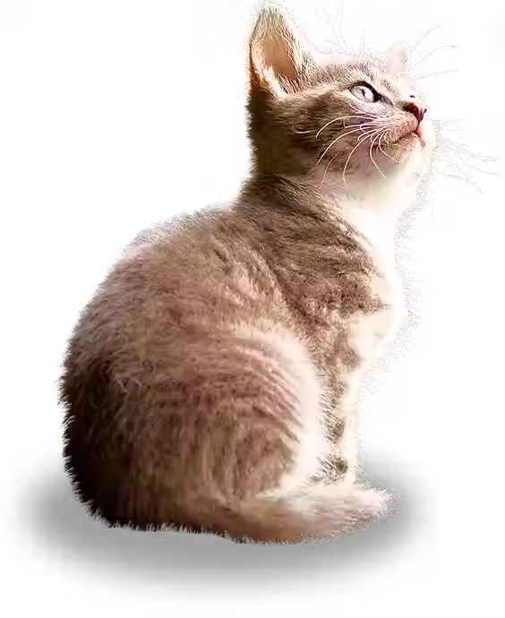 Gato resgatado pela ONG Mais Amor